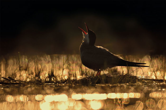 Calling For The Sun By Ondrej Pelanek, Czech Republic. Gold Award Winner In Young Bird Photographer Of The Year Category