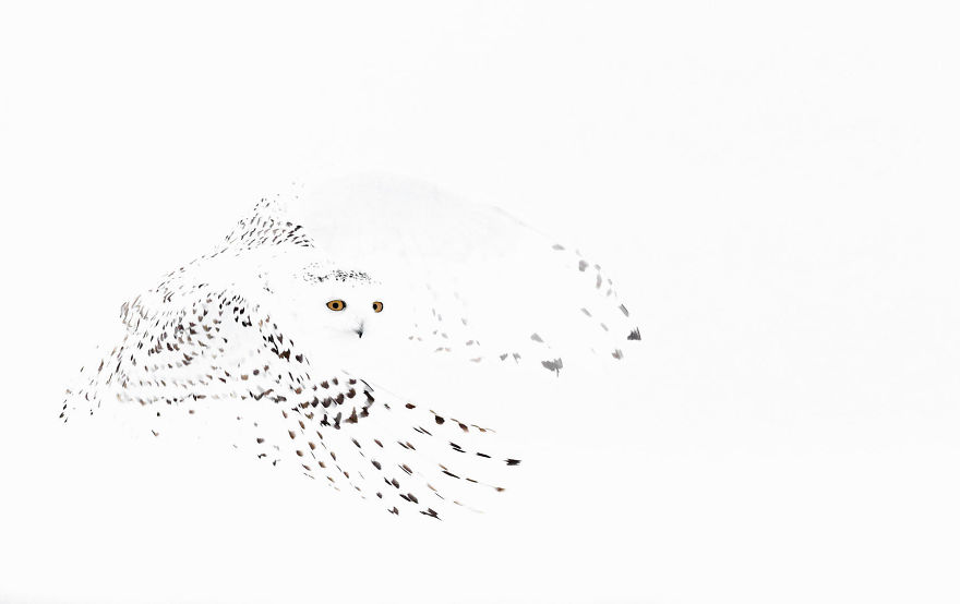 Snowy Owl By Markus Varesvuo, Helsinki, Finland. Winner Of Best Portfolio 2017 Category