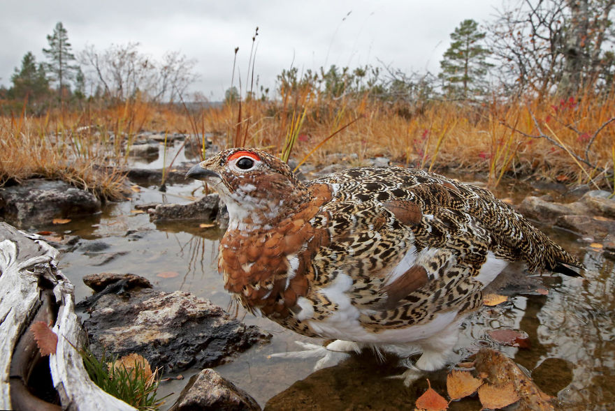 Willow Grouse By Markus Varesvuo, Helsinki, Finland. Winner Of Best Portfolio 2017 Category