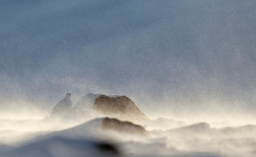 Willow Grouse In Storm By Markus Varesvuo, Helsinki, Finland. Winner Of Best Portfolio 2017 Category