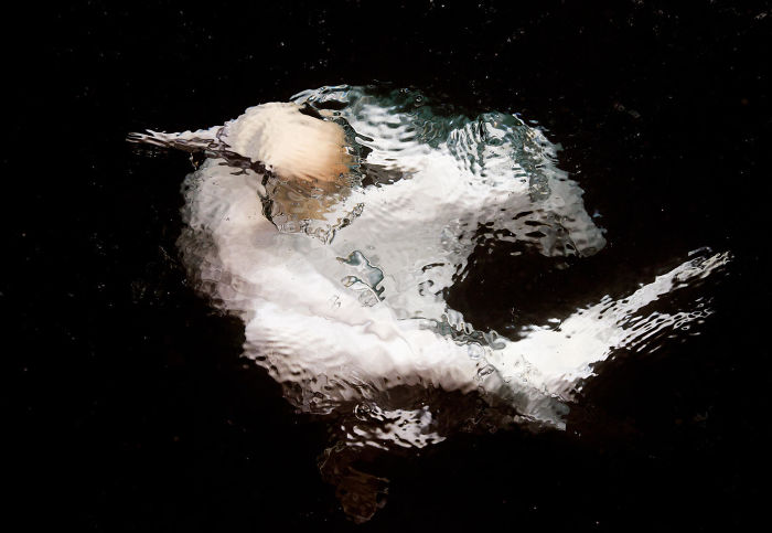 Gannet Underwater By Markus Varesvuo, Helsinki, Finland. Winner Of Best Portfolio 2017 Category