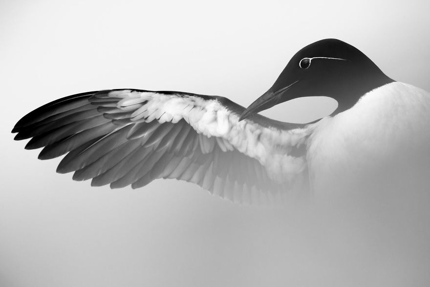 Guillemot Stretching Wing By Marc Weber. Silver In Best Portrait Category
