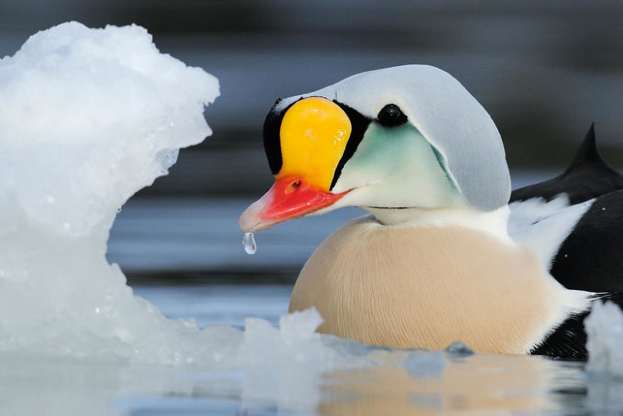 Male King Eider By Staffan Widstrand. Honourable Mention In Best Portrait Category