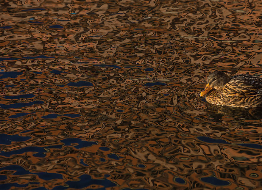 Camouflage By Daniel Stenberg, Sweden. Honourable Mention In Birds In The Environment Category