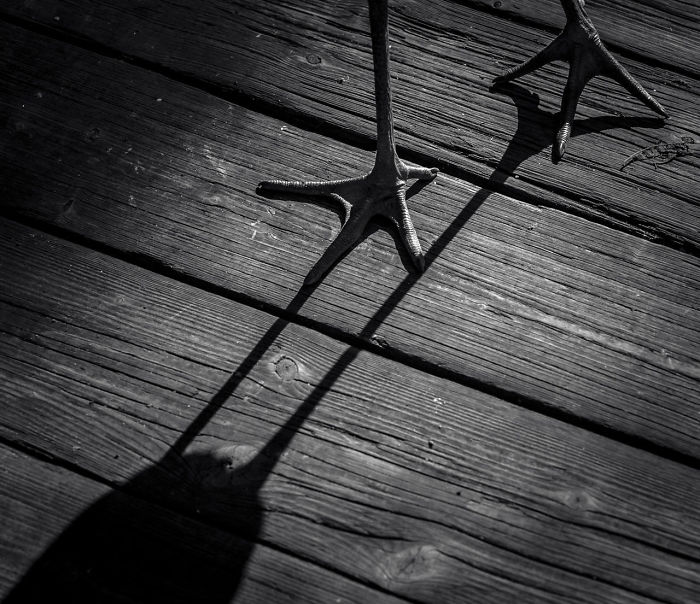 Stork Feet By Magdaléna Straková. Honourable Mention In Attention To Detail Category