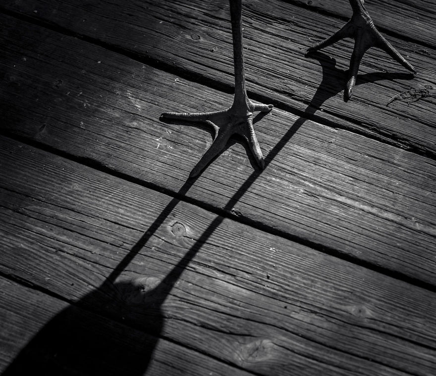 Stork Feet By Magdaléna Straková. Honourable Mention In Attention To Detail Category