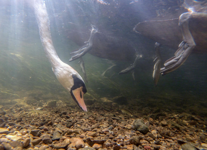 Swan's Head Underwater By Ian Wade. Bronze In Bird Behaviour Category