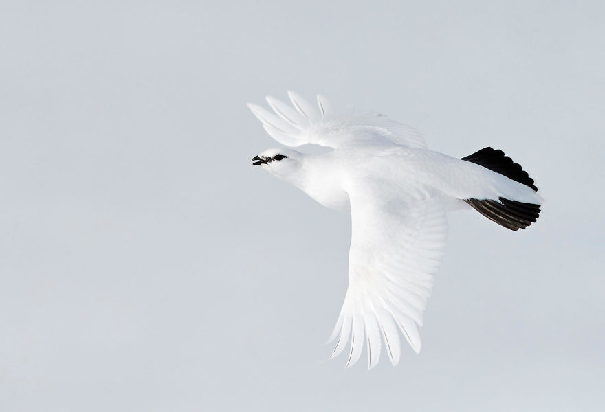 Ptarmigan By Markus Varesvuo. Bronze In Birds In Flight Category