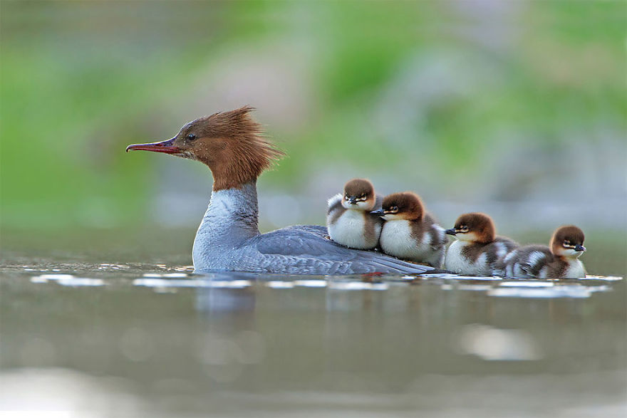 Goosander And Brood By Jonathan Gaunt, UK. Bird Behaviour Category