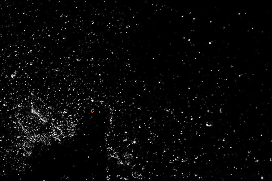 Starling In Bird Bath Underexposed By Mohammad Murad. Silver In Birds In The Garden Category