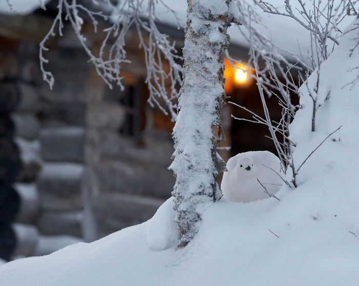 Willow Grouse In The Garden By Markus Varesvuo. Honourable Mention In Birds In The Garden Category