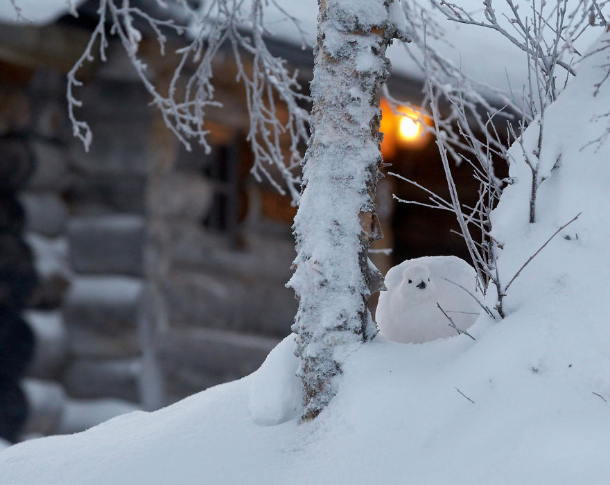 Willow Grouse In The Garden By Markus Varesvuo. Honourable Mention In Birds In The Garden Category