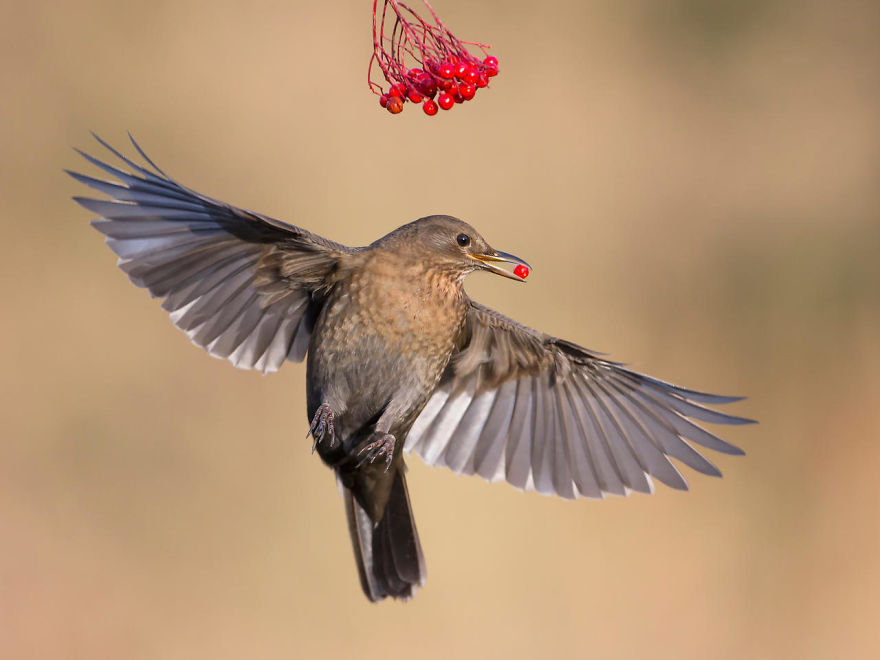 Blackbird Taking Berries By Roy Rimmer. Honourable Mention In Birds In The Garden Category