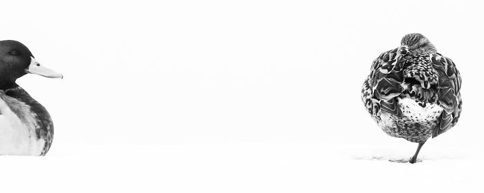 Male And Female Mallard By Francesco De Giuseppe. Silver In Creative Imagery Category