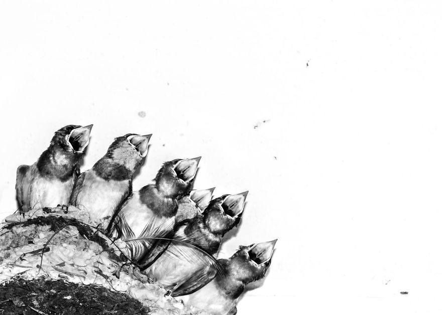 Swallow Chicks In Nest By Joseph Anthony. Honourable Mention In Creative Imagery Category