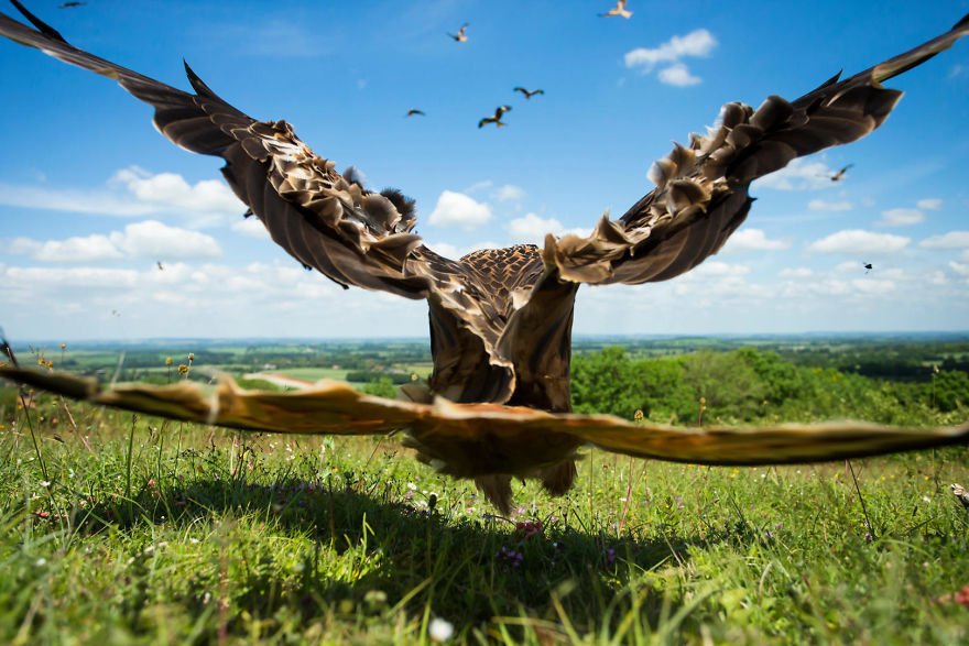 Wide-angle Kite, Red Kite By Jamie Hall, United Kingdom. Birds In Flight Category