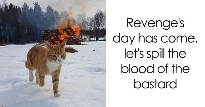 Twitter Account Pairs Cat Pics With Metal Lyrics And It’s Just Perfect