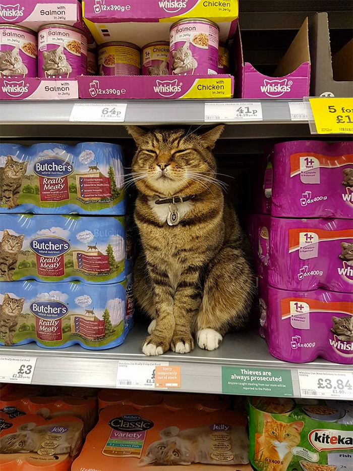 Shoppers Raise £4000 For Bronze Statue Of Brutus The Famous Supermarket Cat