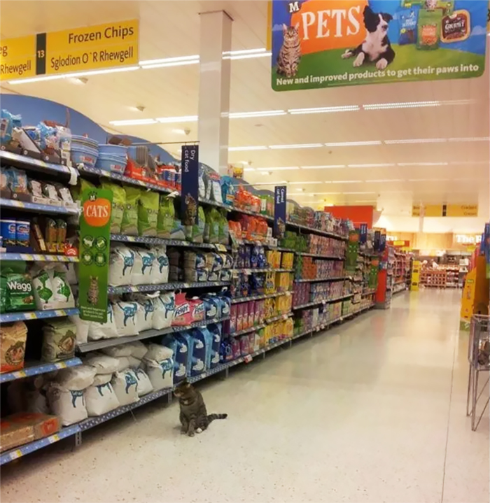 Shoppers Raise £4000 For Bronze Statue Of Brutus The Famous Supermarket Cat