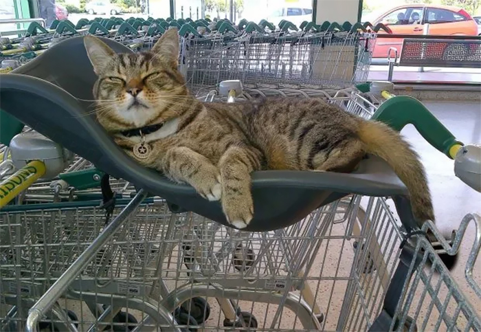 Shoppers Raise £4000 For Bronze Statue Of Brutus The Famous Supermarket Cat