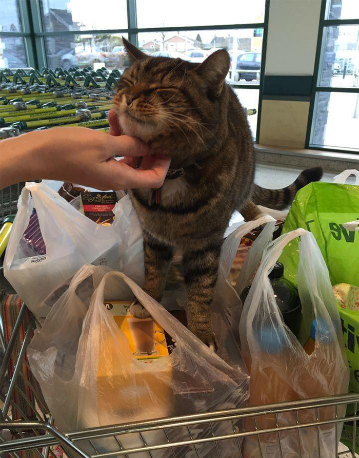 Shoppers Raise £4000 For Bronze Statue Of Brutus The Famous Supermarket Cat Shoppers Raise £4000 For Bronze Statue Of Brutus The Famous Supermarket Cat