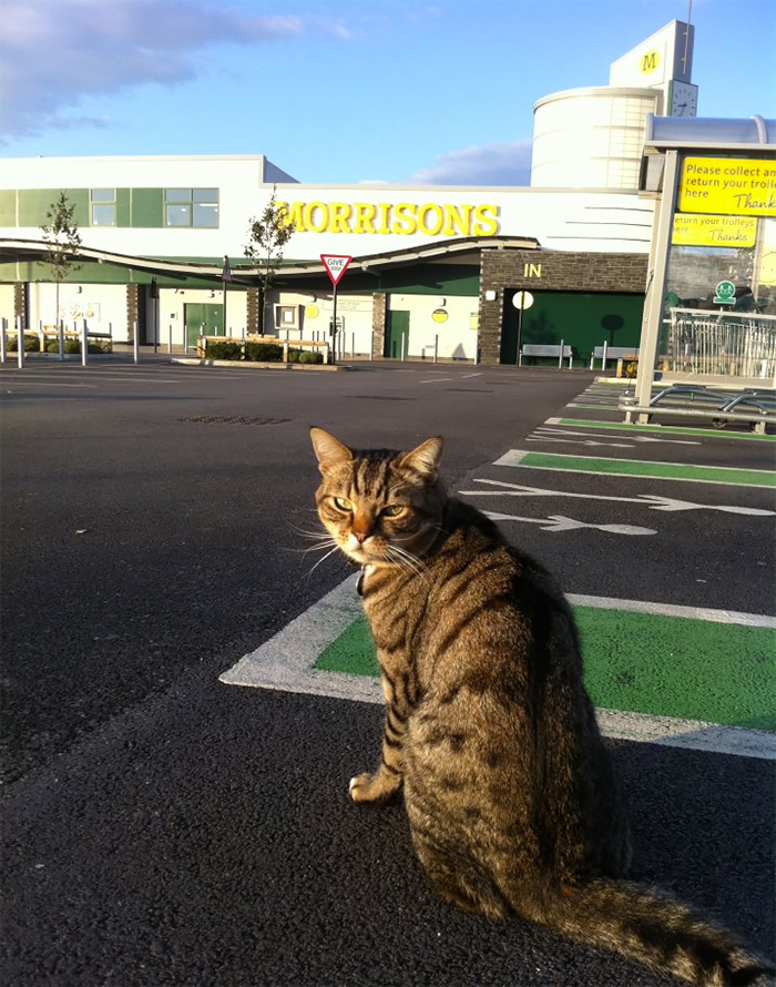 Shoppers Raise £4000 For Bronze Statue Of Brutus The Famous Supermarket Cat Shoppers Raise £4000 For Bronze Statue Of Brutus The Famous Supermarket Cat