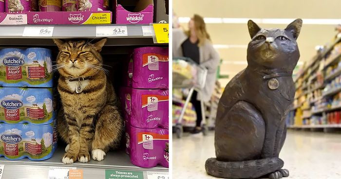 Shoppers Raise £4000 For Bronze Statue Of Brutus The Famous Supermarket Cat