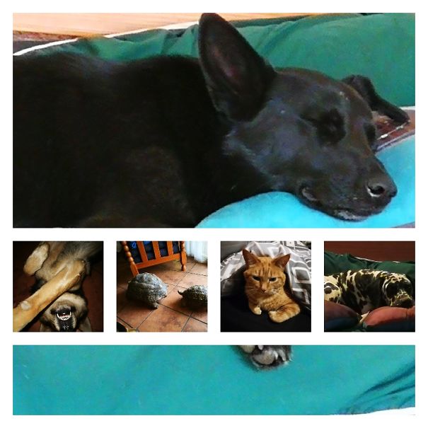 Ladyboss, Clown, Dotted Brat, Walking Rocks And Orange Blob.. My Minizoo..