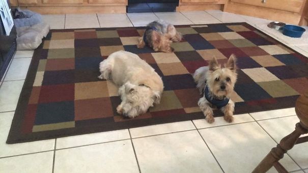 Gizmo, Skye, Charlie