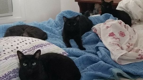 I Wake Up Like This Every Single Morning. There Are Four More Cats That Don't Sleep Whith Me.