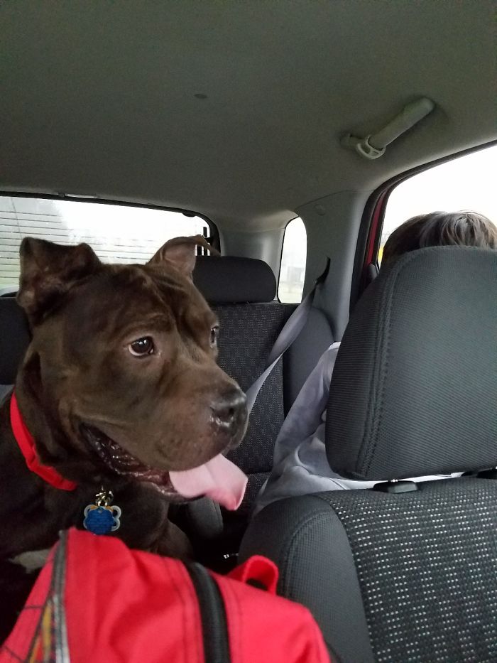 The Day We Adopted And Brought Home Mr. Biggs (3 Yrs Old). Can't Imagine Life With Out Him