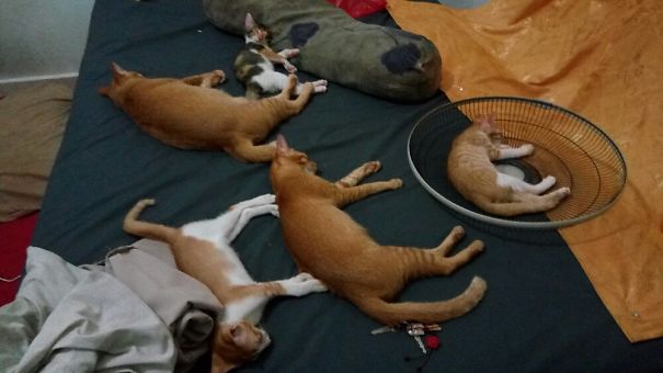 I Got Them Their Own Bed