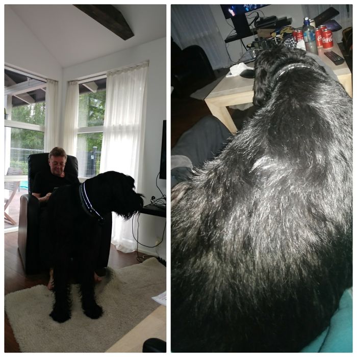 50 Kg Giant Schnauzer, Sitting On My Dads Lap (left), And On Top Of Me (right) Just Watching Tv