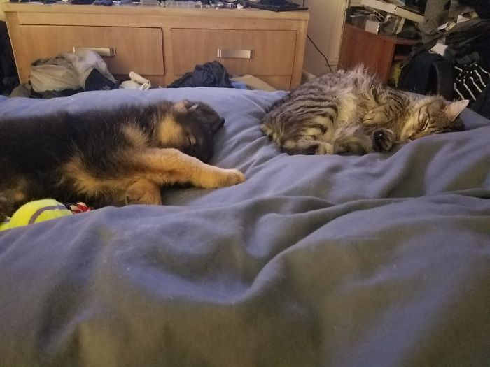 The Only Time They Get Along Is When They're Sleeping