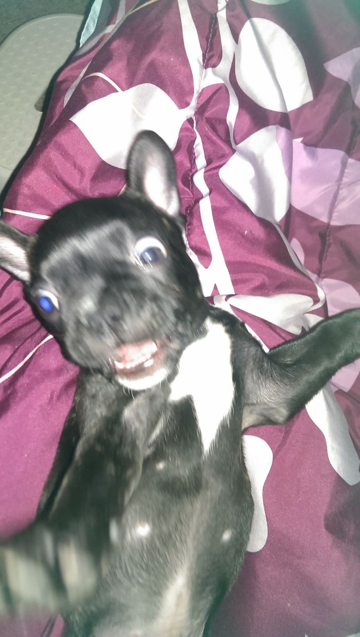 Drakie Has Been Crazy Since The Day I Got Him