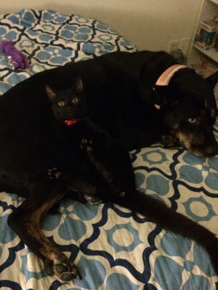Two Black Animals' Super Non-photogenic Nature, Melded Together Into One