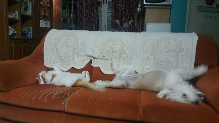 Meet Kitty And Sansa ! She Loves Her Brother So Much :d