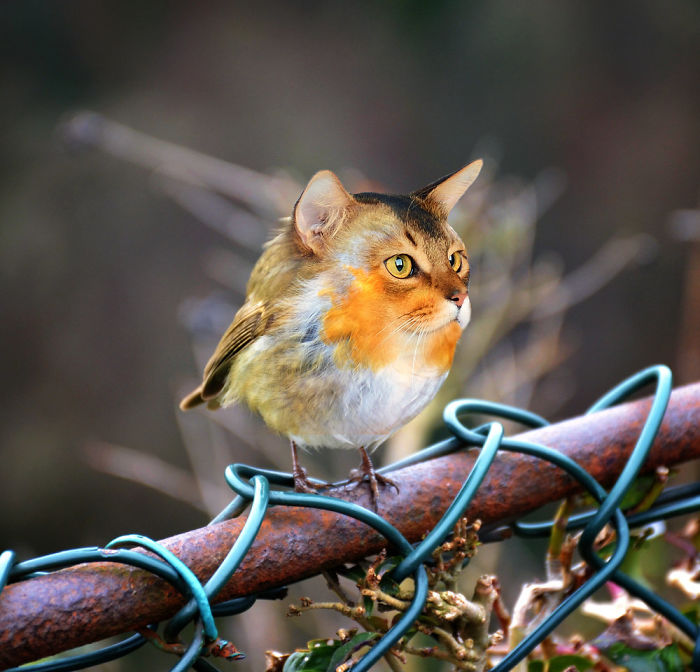 The Internet Has Transformed Felines And Birds Into Hybrid Animals