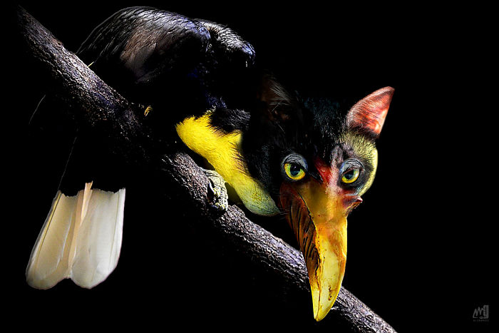 Wrinkled Hornbill | M.graphics