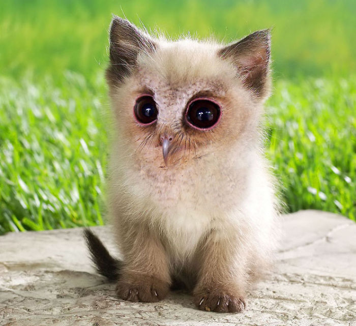 The Internet Has Transformed Felines And Birds Into Hybrid Animals