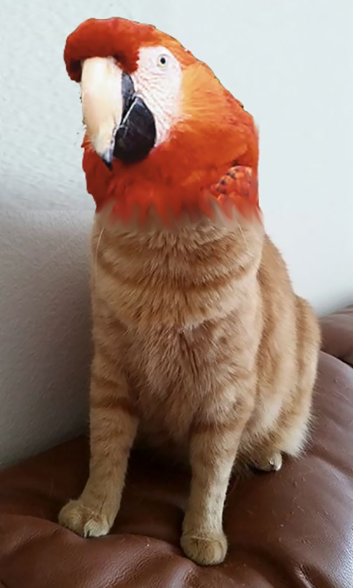 The Internet Has Transformed Felines And Birds Into Hybrid Animals