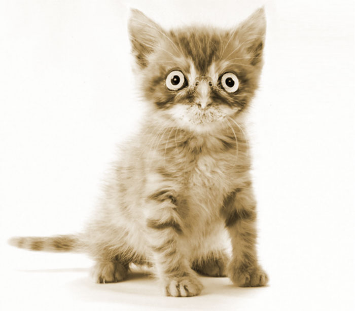 The Internet Has Transformed Felines And Birds Into Hybrid Animals