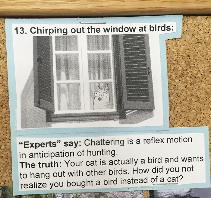 This Vet Put Explanations Of 15 Common Cat Behaviours On His Cork Board, And It's Hilarious