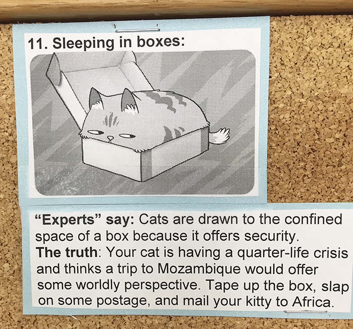 This Vet Put Explanations Of 15 Common Cat Behaviours On His Cork Board, And It's Hilarious This Vet Put Explanations Of 15 Common Cat Behaviours On His Cork Board, And It's Hilarious
