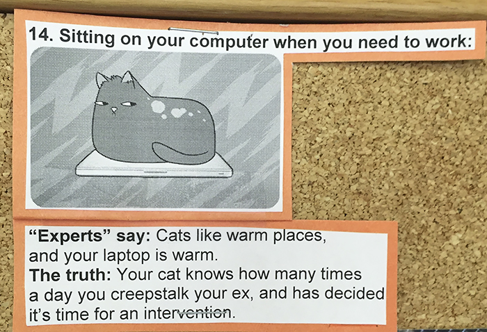 This Vet Put Explanations Of 15 Common Cat Behaviours On His Cork Board, And It's Hilarious