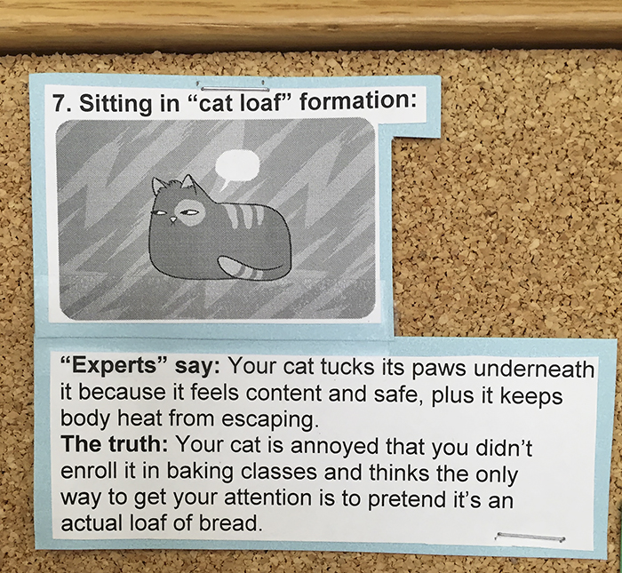 This Vet Put Explanations Of 15 Common Cat Behaviours On His Cork Board, And It's Hilarious This Vet Put Explanations Of 15 Common Cat Behaviours On His Cork Board, And It's Hilarious