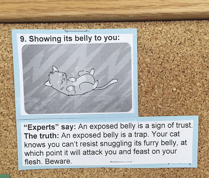 This Vet Put Explanations Of 15 Common Cat Behaviours On His Cork Board, And It's Hilarious