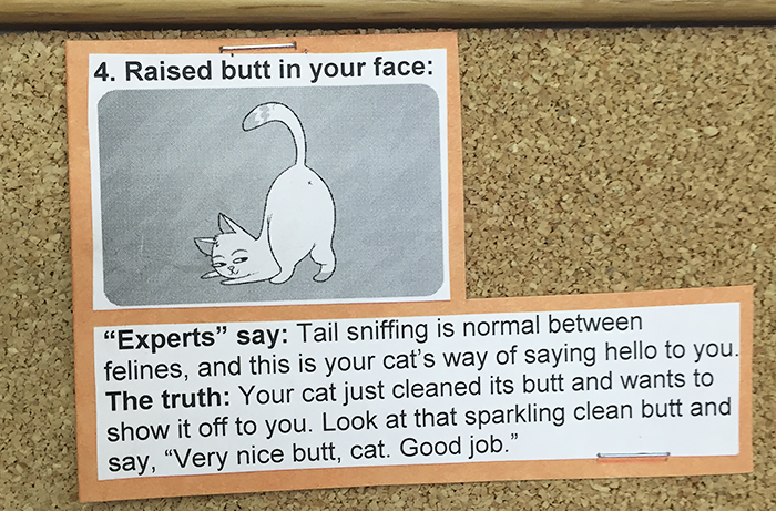 This Vet Put Explanations Of 15 Common Cat Behaviours On His Cork Board, And It's Hilarious This Vet Put Explanations Of 15 Common Cat Behaviours On His Cork Board, And It's Hilarious