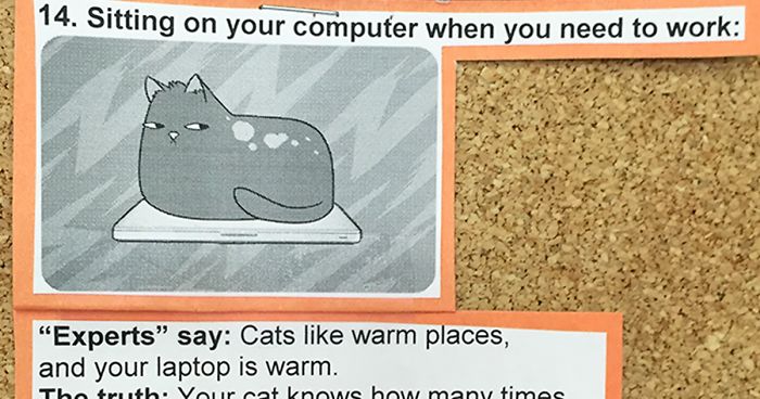 This Vet Put Explanations Of 15 Common Cat Behaviours On His Cork Board, And It’s Hilarious