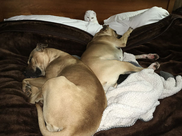 The Cat Is Very Old, And Was Here First ... The Dogs Love The Cat